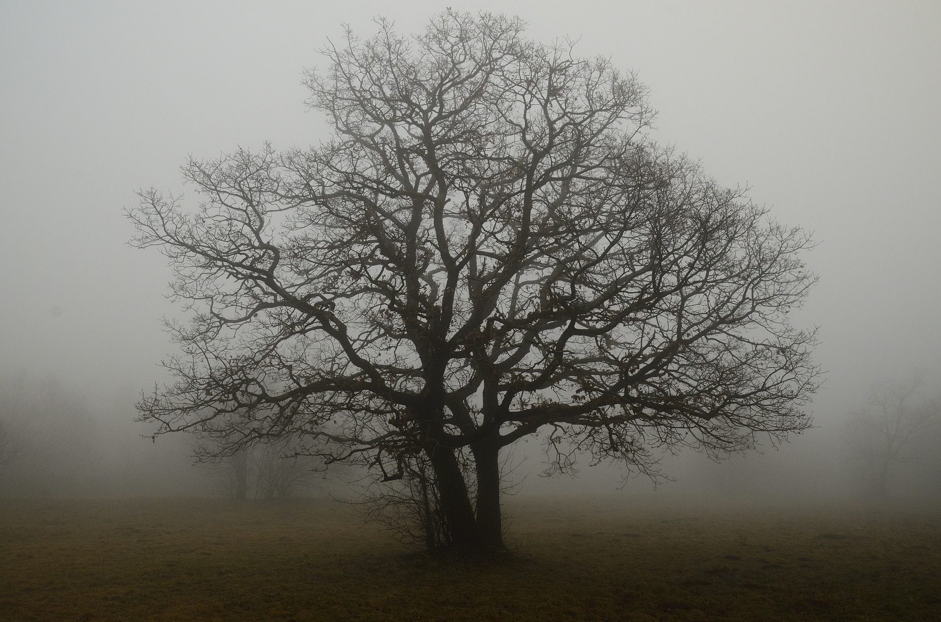 New England’s Haunted Trees