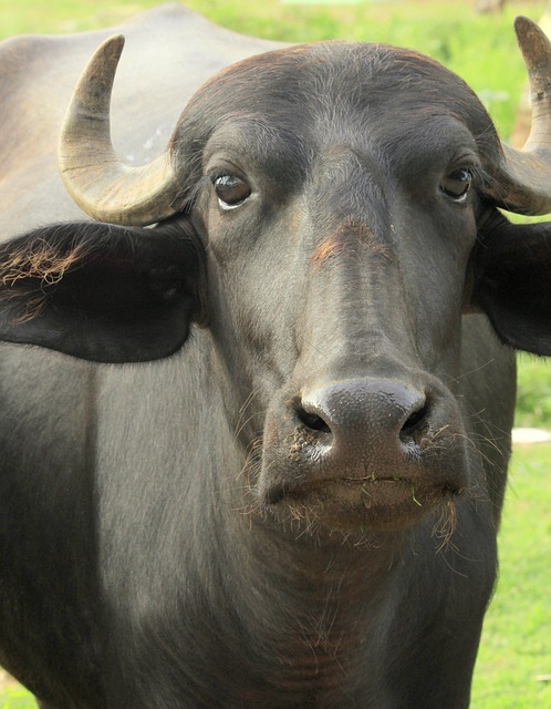 The Water Buffalo King